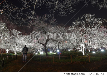 Fuchu City Local Forest Museum Plum Festival Illumination 123616151