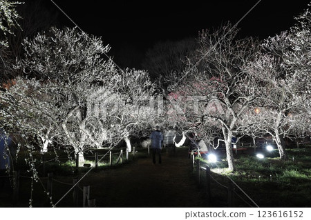 Fuchu City Local Forest Museum Plum Festival Illumination 123616152