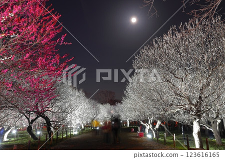 府中市鄉土森林博物館梅花節彩燈 府中市鄉土森林博物館梅花節彩燈 123616165