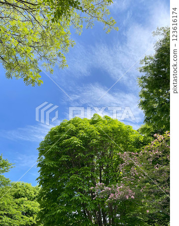 The refreshing blue sky and fresh greenery of May The refreshing blue sky and fresh greenery of May 123616174