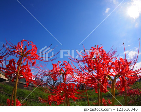 Higanki flower and blue sky Higanki flower and blue sky 123616340