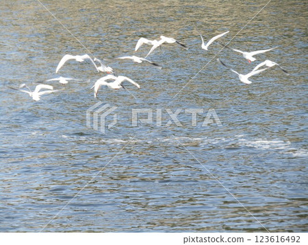 Black-headed gulls, winter migratory birds, take off en masse at the mouth of the Hanami River Black-headed gulls, winter migratory birds, take off en masse at the mouth of the Hanami River 123616492
