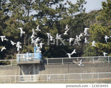 Black-headed gulls, winter migratory birds, take off en masse at the mouth of the Hanami River Black-headed gulls, winter migratory birds, take off en masse at the mouth of the Hanami River 123616493