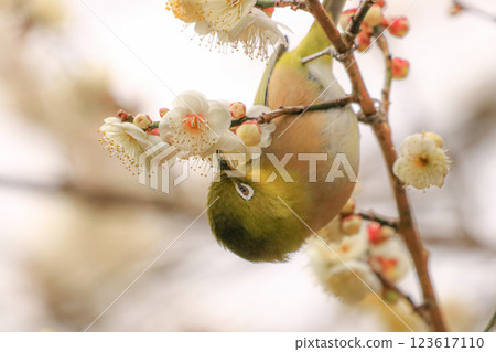 Meiro and plum 123617110
