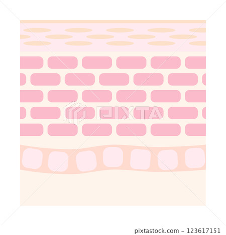 Illustration of healthy skin cross section 123617151