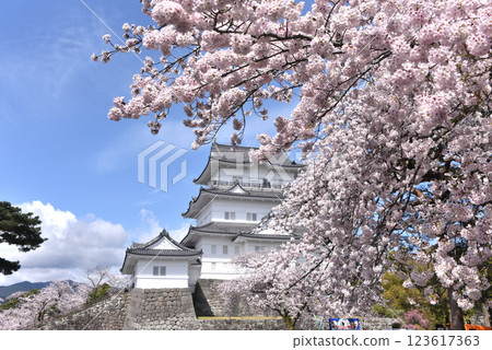 小田原城堡櫻花 小田原城堡櫻花 123617363