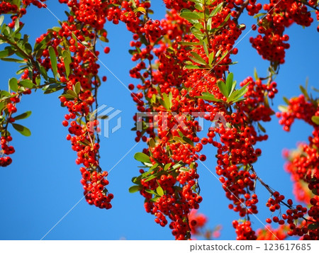 Tokiwa Hawthorn Tokiwa Hawthorn 123617685