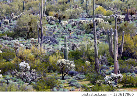 Landscape Sonora Desert Arizona Landscape Sonora Desert Arizona 123617960