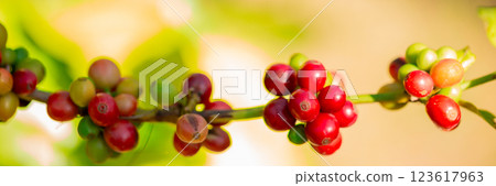 Close up harvest red ripe coffee seed robusta arabica berry harvesting coffee farm. Harvest coffee bean ripe Red berries plant fresh seed coffee tree growth in green eco organic farm green background Close up harvest red ripe coffee seed robusta arabica berry harvesting coffee farm. Harvest coffee bean ripe Red berries plant fresh seed coffee tree growth in green eco organic farm green background 123617963