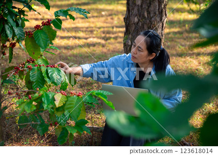 Harvest coffee bean ripe Red berries typing laptop computer check quality control plant coffee tree. Smart farmer using laptop in green coffee farm sustainable quality control agriculture technology 123618014