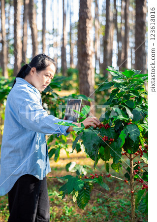 Harvest coffee bean ripe Red berries typing laptop computer check quality control plant coffee tree. Smart farmer using laptop in green coffee farm sustainable quality control agriculture technology Harvest coffee bean ripe Red berries typing laptop computer check quality control plant coffee tree. Smart farmer using laptop in green coffee farm sustainable quality control agriculture technology 123618016