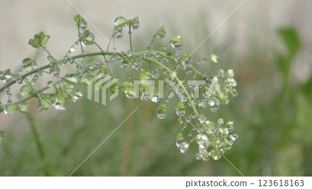 Beautiful drops of water lily 123618163