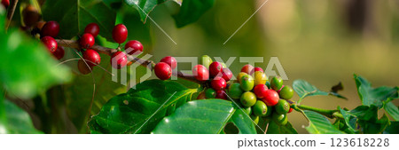 Close up harvest red ripe coffee seed robusta arabica berry harvesting coffee farm. Harvest coffee bean ripe Red berries plant fresh seed coffee tree growth in green eco organic farm green background Close up harvest red ripe coffee seed robusta arabica berry harvesting coffee farm. Harvest coffee bean ripe Red berries plant fresh seed coffee tree growth in green eco organic farm green background 123618228