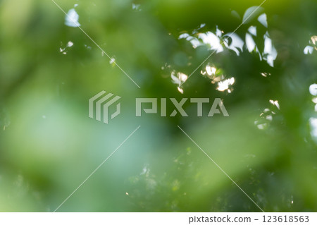 Business concept nature revolves around citrus orchard orange tree are growing, vibrant fruit organic lush leaves creating stunning background, green blur garden of thriving crop ripe laden branches Business concept nature revolves around citrus orchard orange tree are growing, vibrant fruit organic lush leaves creating stunning background, green blur garden of thriving crop ripe laden branches 123618563