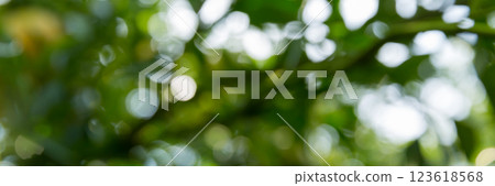 Business concept nature revolves around citrus orchard orange tree are growing, vibrant fruit organic lush leaves creating stunning banner background green garden of thriving crop ripe laden branches Business concept nature revolves around citrus orchard orange tree are growing, vibrant fruit organic lush leaves creating stunning banner background green garden of thriving crop ripe laden branches 123618568