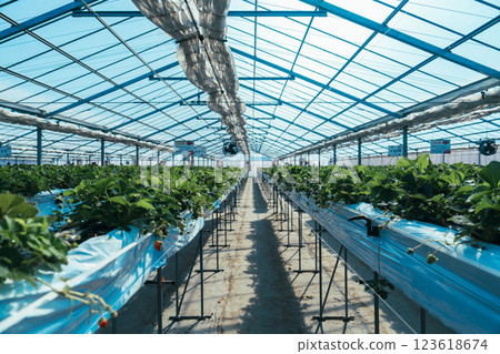 Strawberry picking on the Boso Peninsula Strawberry picking on the Boso Peninsula 123618674