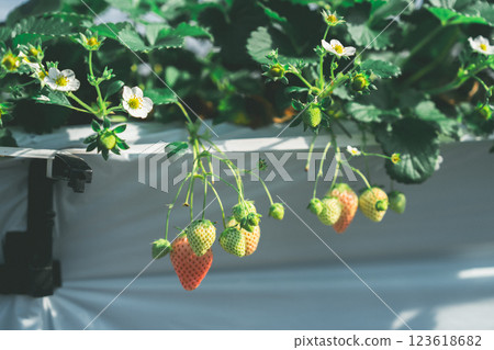 Strawberry picking on the Boso Peninsula 123618682