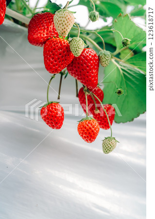 Strawberry picking on the Boso Peninsula Strawberry picking on the Boso Peninsula 123618717