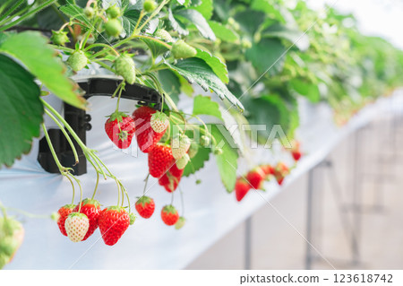 Strawberry picking on the Boso Peninsula 123618742