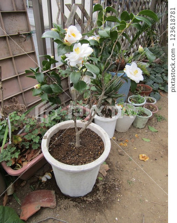 White camellia flowers in my home 123618781
