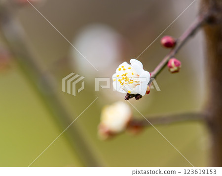 Beautiful plum blossoms finally starting to bloom in the New Year 123619153