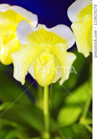 Flowers around the house, various seasonal plants, colorful greenhouse in the botanical garden, beautiful and vibrant orchid flowers have bloomed Flowers around the house, various seasonal plants, colorful greenhouse in the botanical garden, beautiful and vibrant orchid flowers have bloomed 123619278