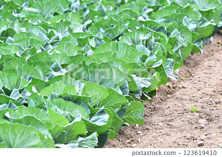 Cabbage patch: cabbage patch Cabbage patch: cabbage patch 123619410