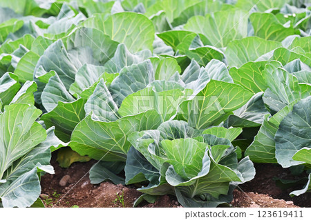Cabbage patch: cabbage patch Cabbage patch: cabbage patch 123619411