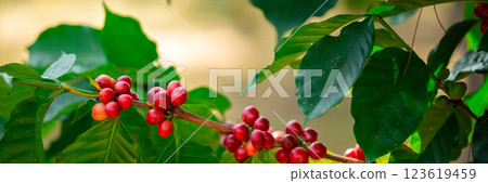 Close up harvest red ripe coffee seed robusta arabica berry harvesting coffee farm. Harvest coffee bean ripe Red berries plant fresh seed coffee tree growth in green eco organic farm green background Close up harvest red ripe coffee seed robusta arabica berry harvesting coffee farm. Harvest coffee bean ripe Red berries plant fresh seed coffee tree growth in green eco organic farm green background 123619459