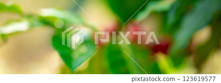 Close up harvest red ripe coffee seed robusta arabica berry harvesting coffee farm. Harvest coffee bean ripe Red berries plant fresh seed coffee tree growth in green eco organic farm green background 123619577