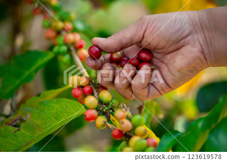 Close up hand harvest red ripe coffee seed robusta arabica berry harvesting coffee farm. Hand people harvest coffee bean ripe Red berries plant fresh seed coffee tree growth in green eco organic farm Close up hand harvest red ripe coffee seed robusta arabica berry harvesting coffee farm. Hand people harvest coffee bean ripe Red berries plant fresh seed coffee tree growth in green eco organic farm 123619578