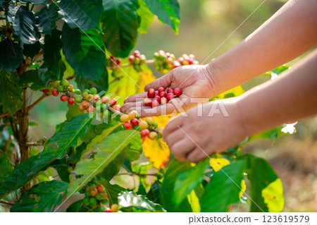 Close up hand harvest red ripe coffee seed robusta arabica berry harvesting coffee farm. Hand people harvest coffee bean ripe Red berries plant fresh seed coffee tree growth in green eco organic farm 123619579