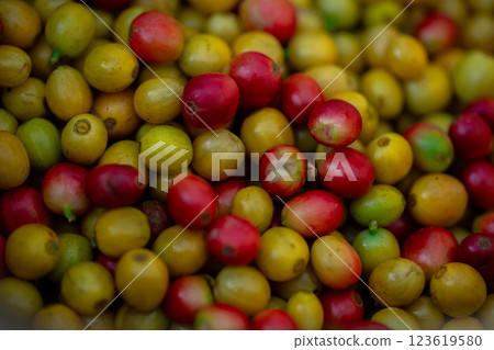 Close up harvest red ripe coffee seed robusta arabica berry harvesting coffee farm. Harvest coffee bean ripe Red berries plant fresh seed coffee tree growth in green eco organic farm green background Close up harvest red ripe coffee seed robusta arabica berry harvesting coffee farm. Harvest coffee bean ripe Red berries plant fresh seed coffee tree growth in green eco organic farm green background 123619580