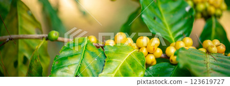 Close up harvest red ripe coffee seed robusta arabica berry harvesting coffee farm. Harvest coffee bean ripe Red berries plant fresh seed coffee tree growth in green eco organic farm green background 123619727
