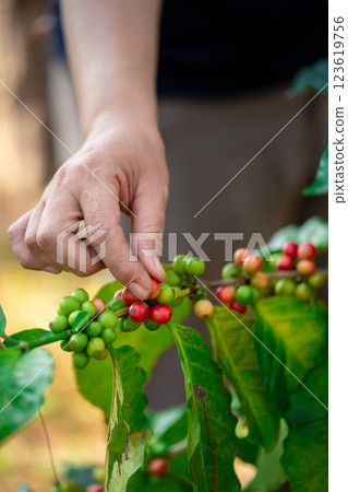 Close up hand harvest red ripe coffee seed robusta arabica berry harvesting coffee farm. Hand people harvest coffee bean ripe Red berries plant fresh seed coffee tree growth in green eco organic farm Close up hand harvest red ripe coffee seed robusta arabica berry harvesting coffee farm. Hand people harvest coffee bean ripe Red berries plant fresh seed coffee tree growth in green eco organic farm 123619756