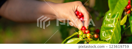 Close up hand harvest red ripe coffee seed robusta arabica berry harvesting coffee farm. Hand people harvest coffee bean ripe Red berries plant fresh seed coffee tree growth in green eco organic farm 123619759