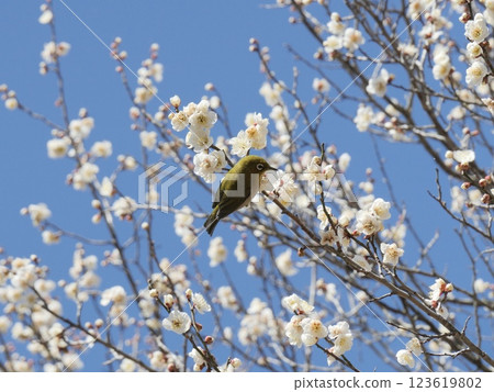 White-eye that sucks the nectar of plum blossoms 123619802