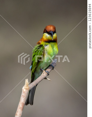 Chestnut-headed Bee-eater on the branch close up shot. Chestnut-headed Bee-eater on the branch close up shot. 123619844