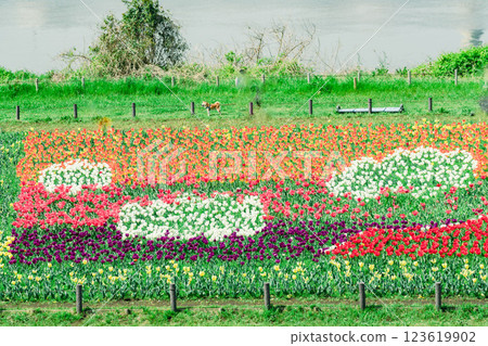 Photographing tulips at Adachi Ward Agricultural Park 123619902