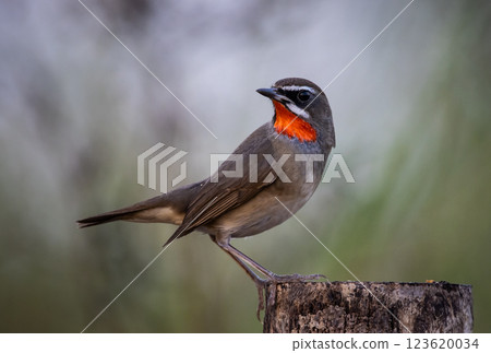 Siberian Rubythroat animal portrait close up shot. Siberian Rubythroat animal portrait close up shot. 123620034