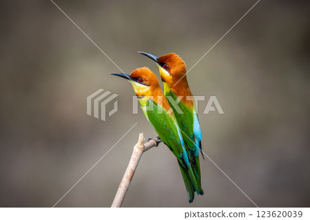 Chestnut-headed Bee-eater on the branch close up shot. 123620039