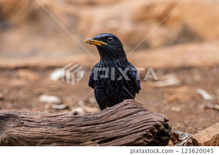 Blue Whistling-thrush (Myophonus caeruleus) on the ground animal portrait. 123620045