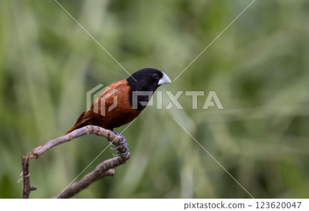 Black- headed Munia animal portrait close up shot. Black- headed Munia animal portrait close up shot. 123620047