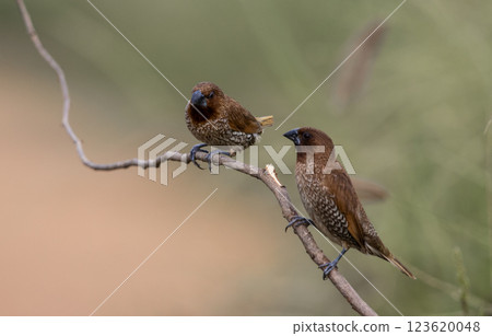 Scaly- breasted Munia on the branch animal portrait. Scaly- breasted Munia on the branch animal portrait. 123620048
