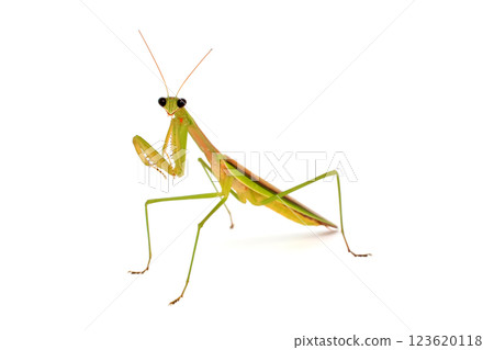 螳螂色濃烈 123620118