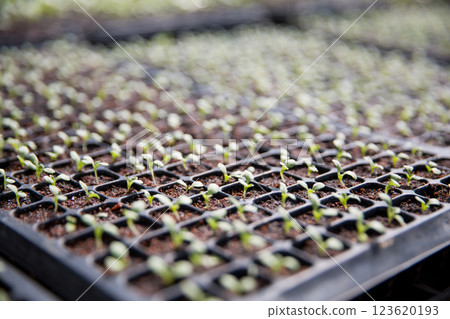 Smart farming seedling green plant pot ensuring techniques hydroponic salad vegetables fresh sustainable produce agriculture promotes healthy eating support farmer living local community non gmo 123620193