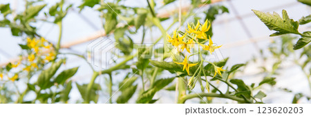 Smart farming techniques hydroponic salad vegetables technology tomato red green ensuring fresh sustainable produce agriculture promotes healthy eating support farmer living local community non gmo 123620203