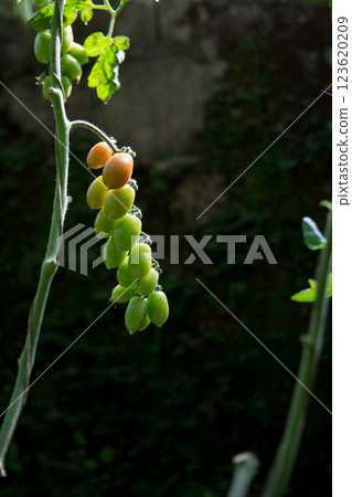 Smart farming techniques hydroponic salad vegetables technology tomato red green ensuring fresh sustainable produce agriculture promotes healthy eating support farmer living local community non gmo 123620209