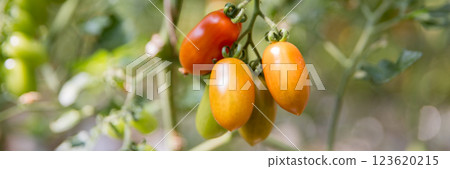 Smart farming techniques hydroponic salad vegetables technology tomato red green ensuring fresh sustainable produce agriculture promotes healthy eating support farmer living local community non gmo 123620215
