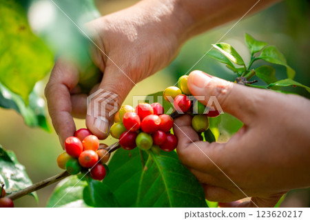 Close up hand harvest red ripe coffee seed robusta arabica berry harvesting coffee farm. Hand people harvest coffee bean ripe Red berries plant fresh seed coffee tree growth in green eco organic farm 123620217